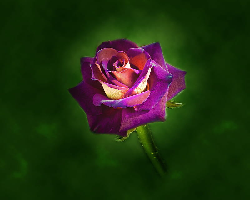 A Rose for Cinzia, two tone rose, glow, purple, green, rose, flower, yellow, steam, HD wallpaper