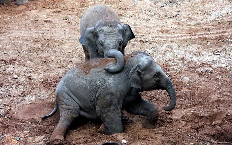 Asian Elephants taking a Mud Bath, elephants, bathing, asian, mud, animals, HD wallpaper