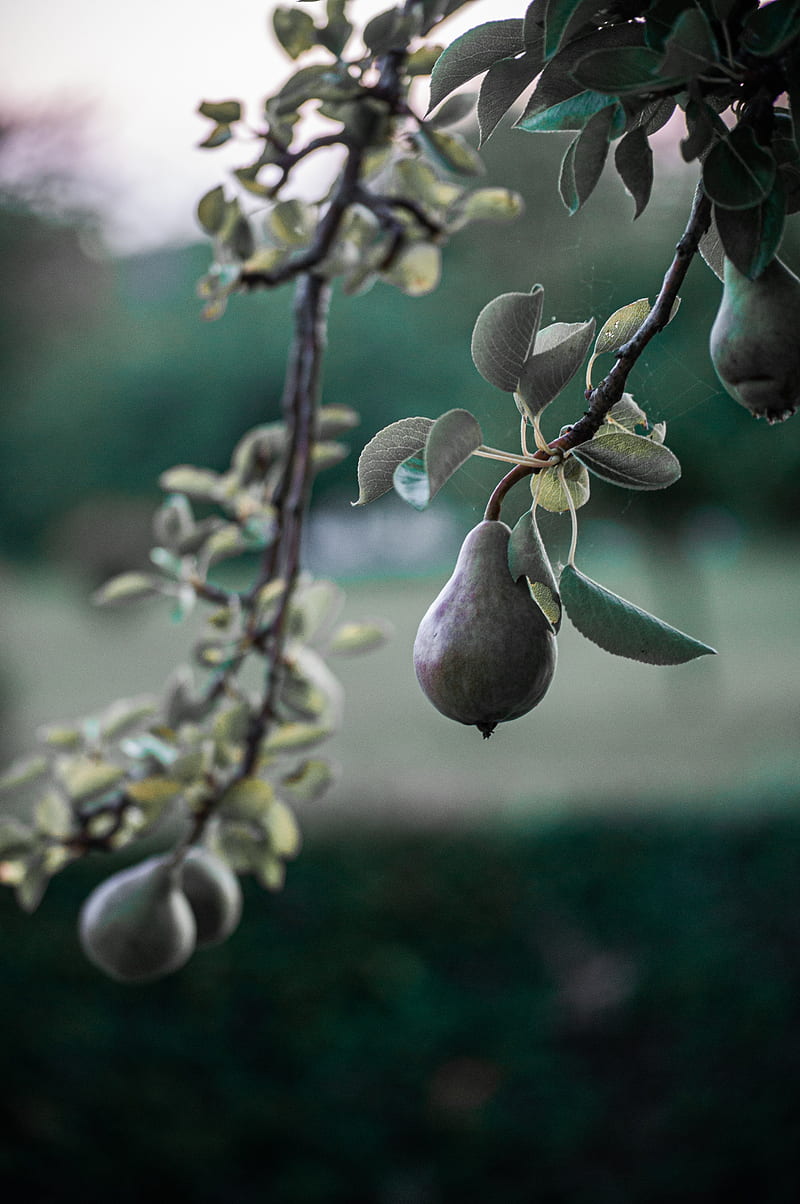 pear, fruit, branch, tree, HD phone wallpaper