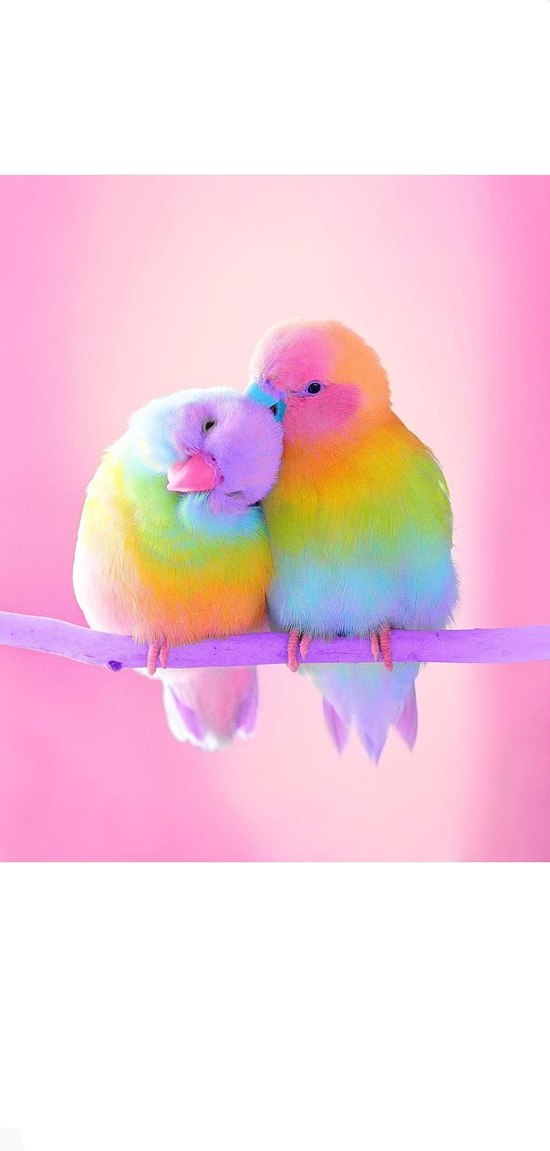 Love birds, birds, colorful, love, HD phone wallpaper | Peakpx