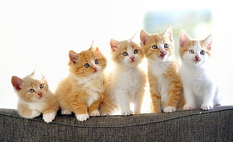 HD five cute kittens wallpapers | Peakpx