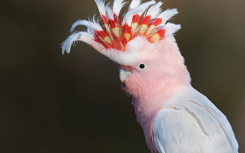 Leadbeaters cockatoo, Major Mitchells cockatoo, pink parrot, beautiful bird, pink cockatoo, HD wallpaper