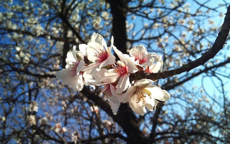 The Lovely Almond Flower, blossoms, almond, flowers, trees, HD wallpaper