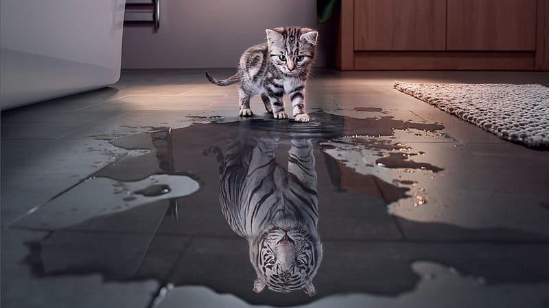 Kitten Is Standing Near Water With Reflection Of Tiger On Water Kitten, HD wallpaper