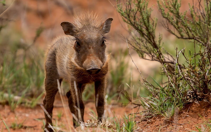 Young wild boar, Animal, wild boar, Forest, Young, HD wallpaper