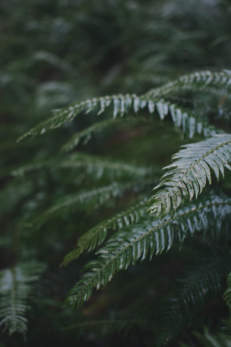 Ferns in the Rain, Milli, Pnw, Samsung, Sony, love, andorra, anime, art, bonito, black, canon, forest, forrest, fortnite, funny, green, groot, iOS, iPhone, landscape, love, minions, moody, nature, graphy, pink floyd, queen, sad, still, wanderlust, waterfall, weird, whatsapp, woods, wow, HD phone wallpaper