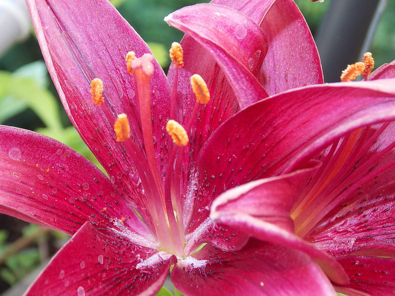 Lirios rojos, lirios, rojo, flores, naturaleza, Fondo de pantalla HD