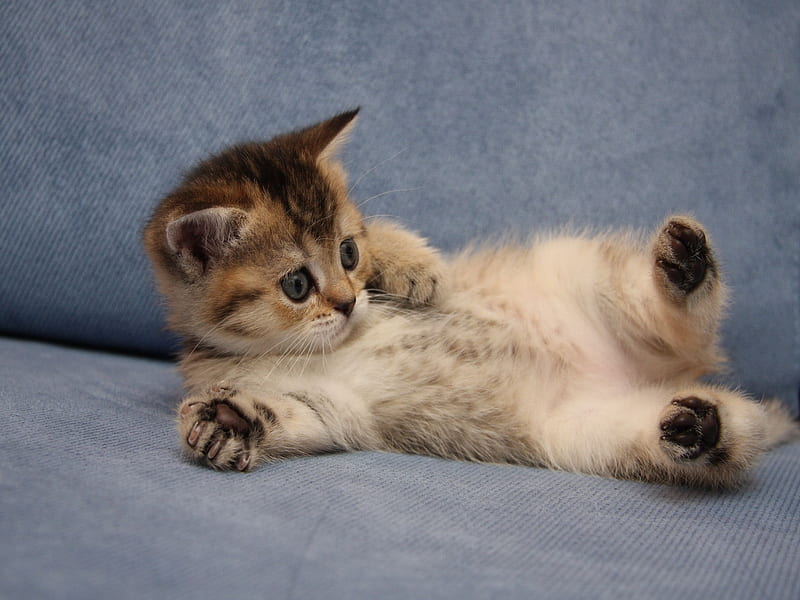 Cute Kitten, bonito, bed, animal, sweet, beauty, face, animals, lovely,  kitty, HD wallpaper | Peakpx