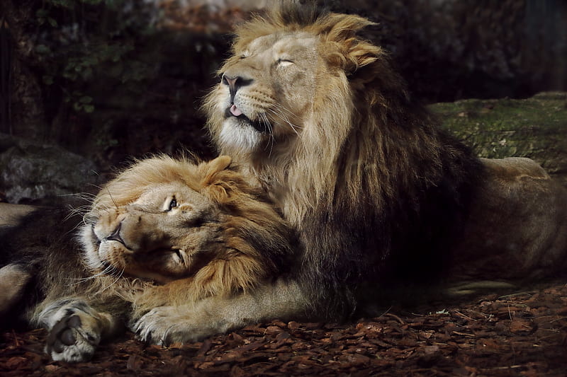 Joyful Lions, lions, animals, HD wallpaper