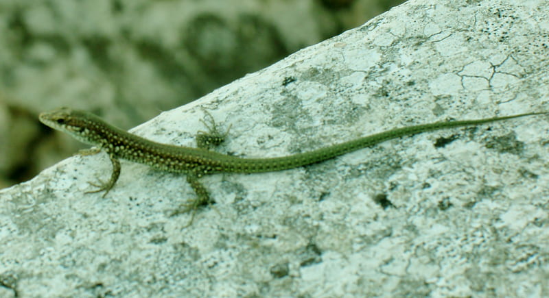 Little lizard sunning on parapet, lizard, small, green, reptile, HD wallpaper