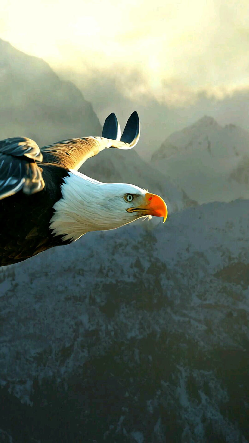 Birds, Animal, Harpy Eagle, HD wallpaper
