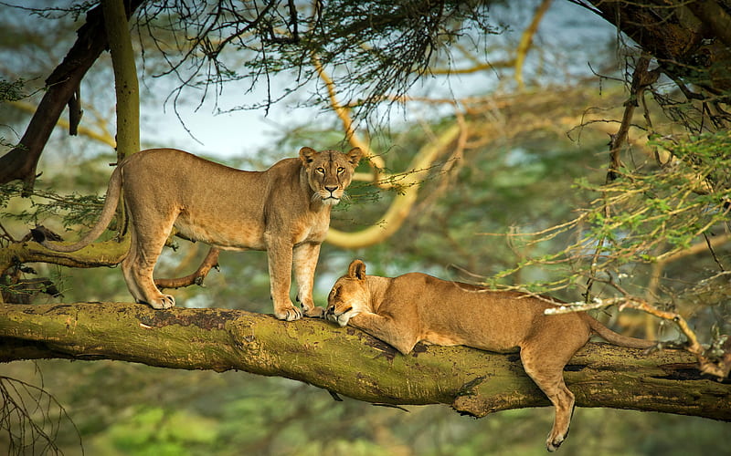 Lions Forest Lake Nakuru Kenya 2021 Bing, HD wallpaper