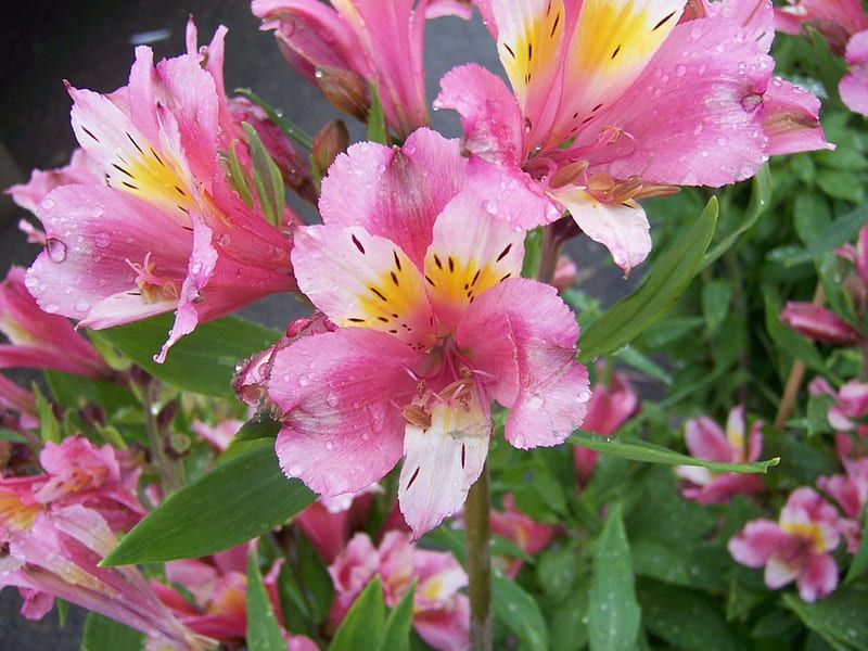 Alstroemeria - Lilies of the Incas, green, flower, alstroemeria, yellow, nature, pink, lily of the incas, HD wallpaper