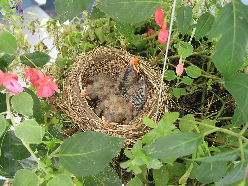 Robin nest with newly hatchlings, robins, hatchlings, in hanging flower basket, nest, HD wallpaper