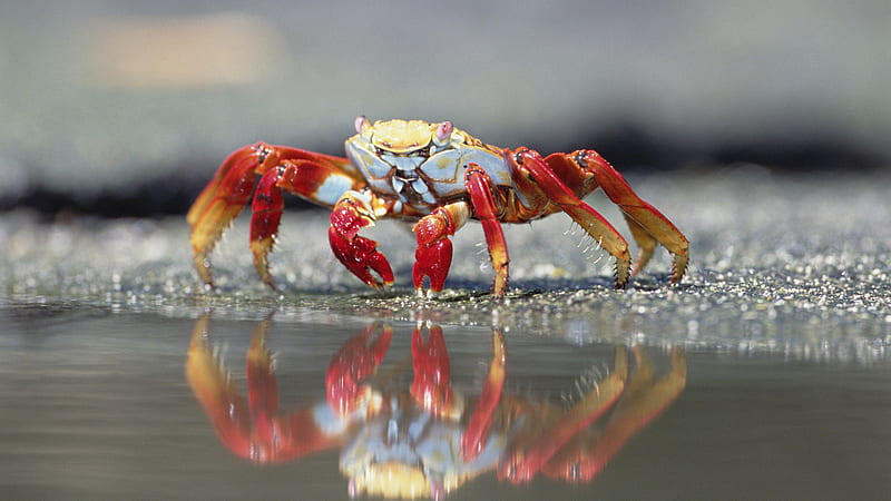 colourful crab, red, cancer, colourful, yellow, zodiac, beautiful animal, beach, graphy, reflection, food, crab, water, cool, crawler, summer, HD wallpaper