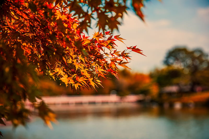 Maple Tree Autumn Lake , autumn, tree, nature, lake, HD wallpaper