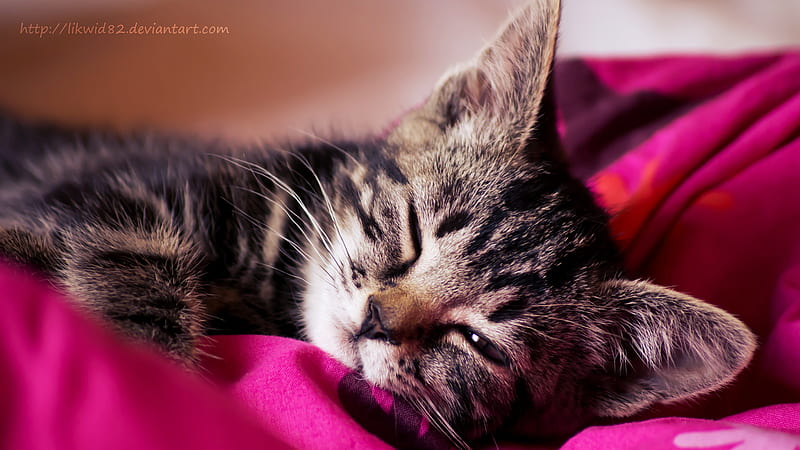 SOFT KITTY, warm, kitty, adorable, soft, cat, HD wallpaper | Peakpx