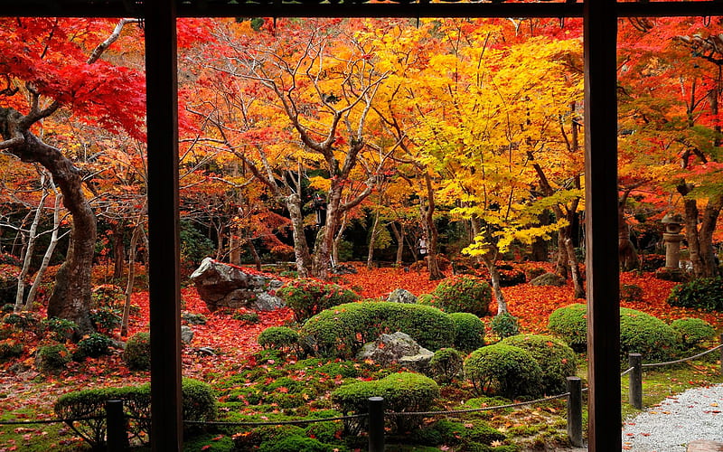 Eyeful of Autumn-Enkoji Temple Autumn, HD wallpaper