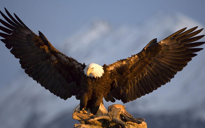 The Magnificent Bald Eagle, eagles, birds, beauty, nature, HD wallpaper