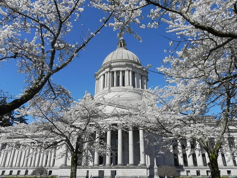 Capitol Building, blossoms, spring, sky, trees, HD wallpaper