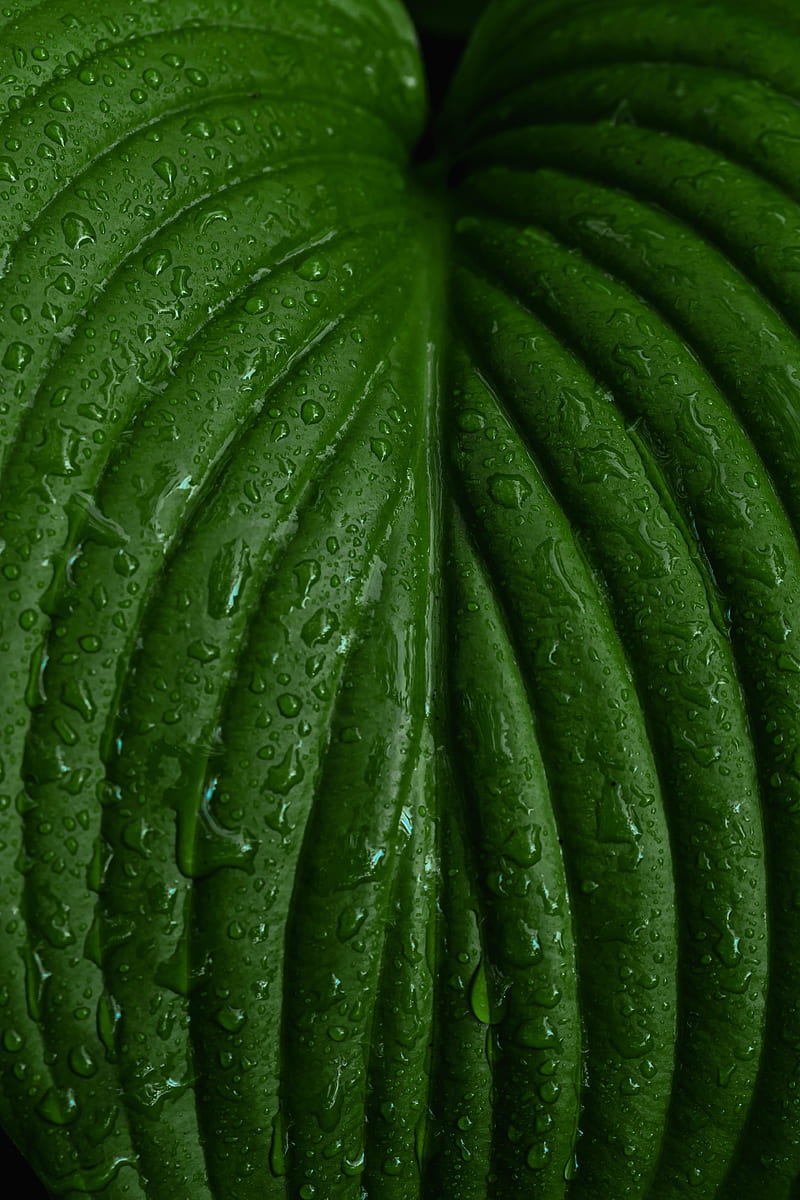 leaf, macro, drops, plant, HD phone wallpaper