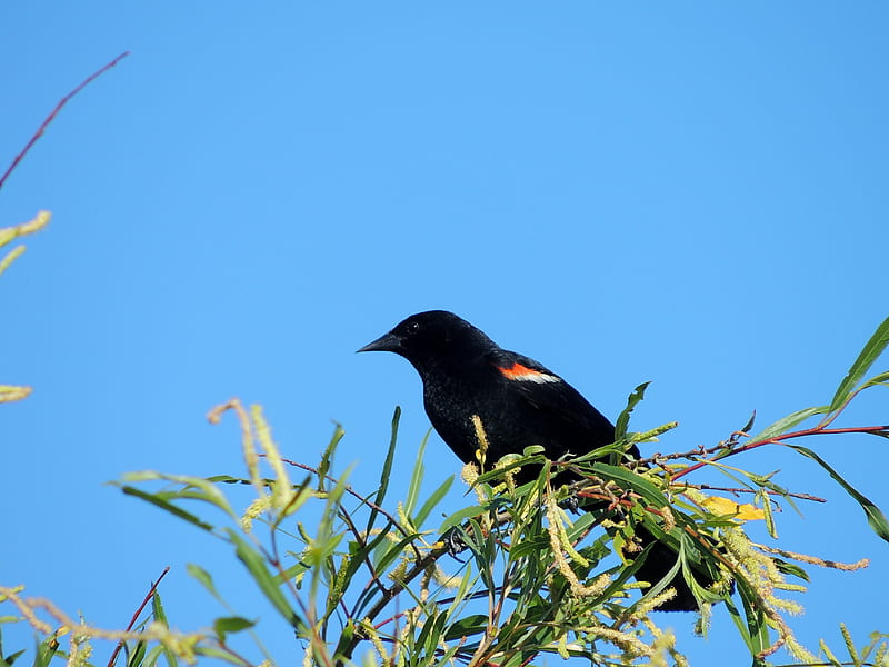 Red Winged Blackbird, Tree, graphy, Bird, HD wallpaper