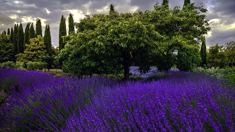 Flores de lavanda, flores, naturaleza, lavanda, árboles, paisaje, Fondo de  pantalla HD | Peakpx