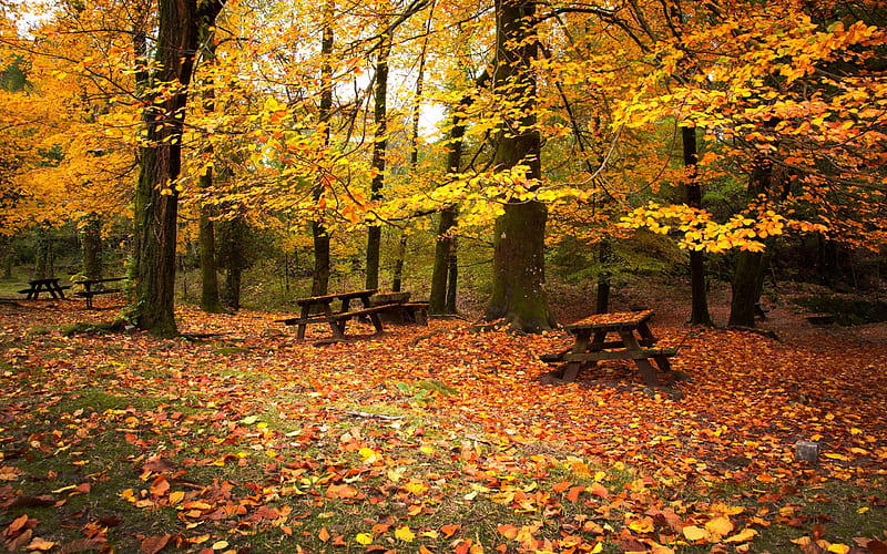 Leaf fall autumn benches-2016 Scenery, HD wallpaper