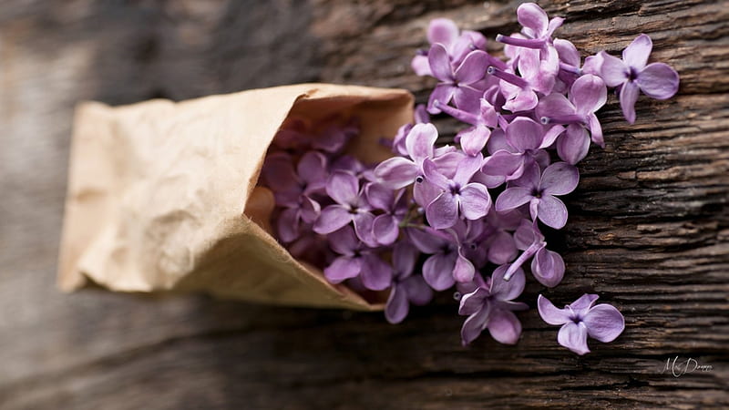 Bag of Blooms, fragrant, summer, flowers, spring, lilacs, wood, paper bag, HD wallpaper