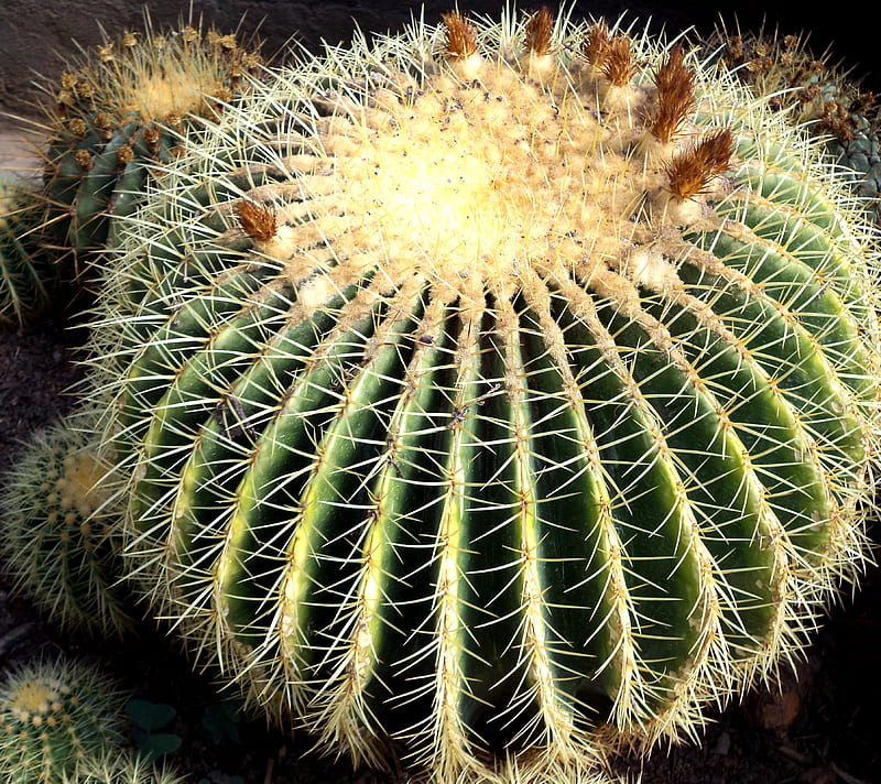 Cactus7, sandip, HD wallpaper | Peakpx