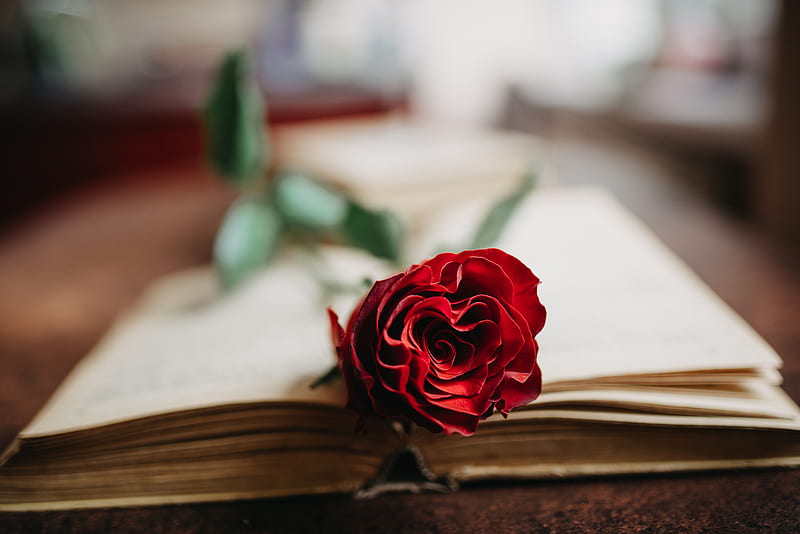Rose, flower, petals, book, aesthetics, HD wallpaper | Peakpx