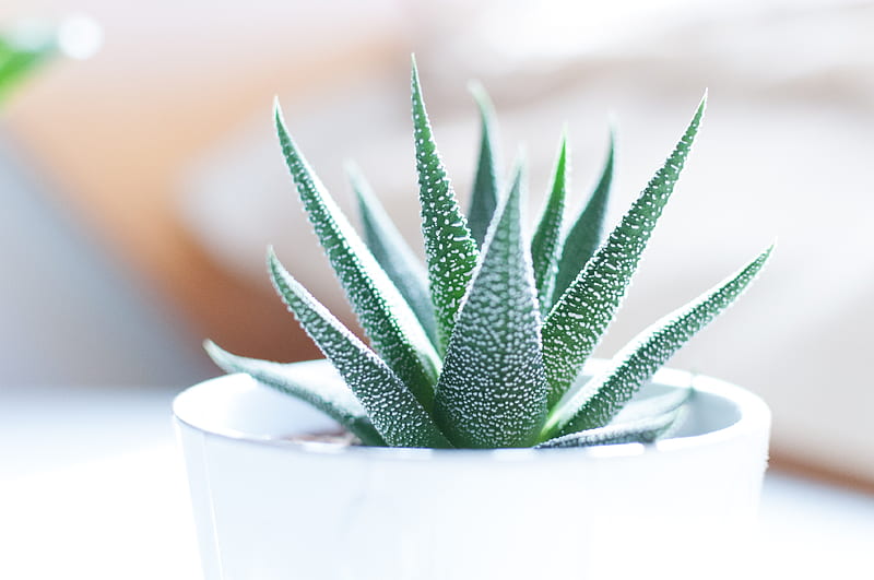 Aloe vera plant inside white pot, HD wallpaper