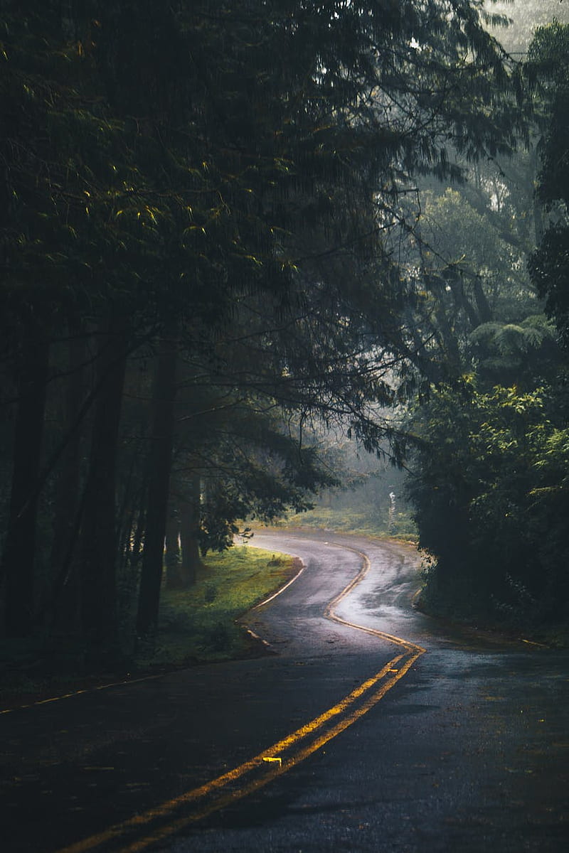 Road, forest, rainy, trees, HD phone wallpaper