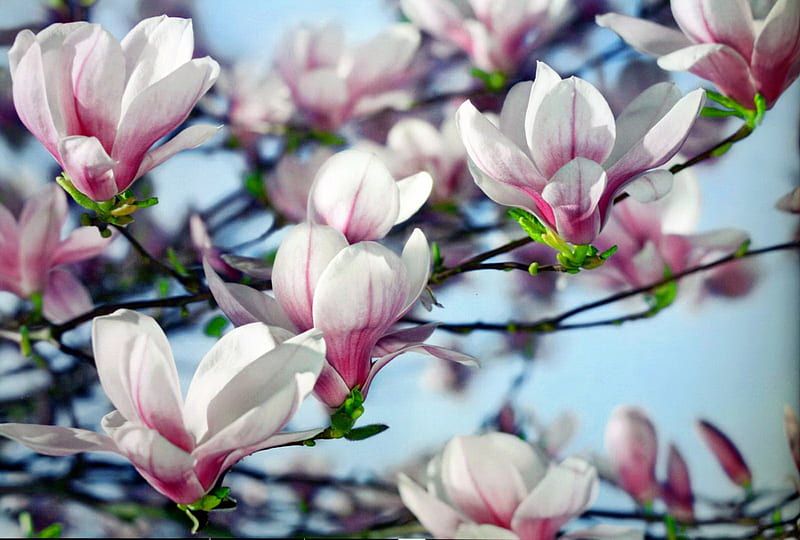 árbol de magnolia, bonita, magnolia, bonito, primavera, árbol, hojas,  flores, Fondo de pantalla HD | Peakpx