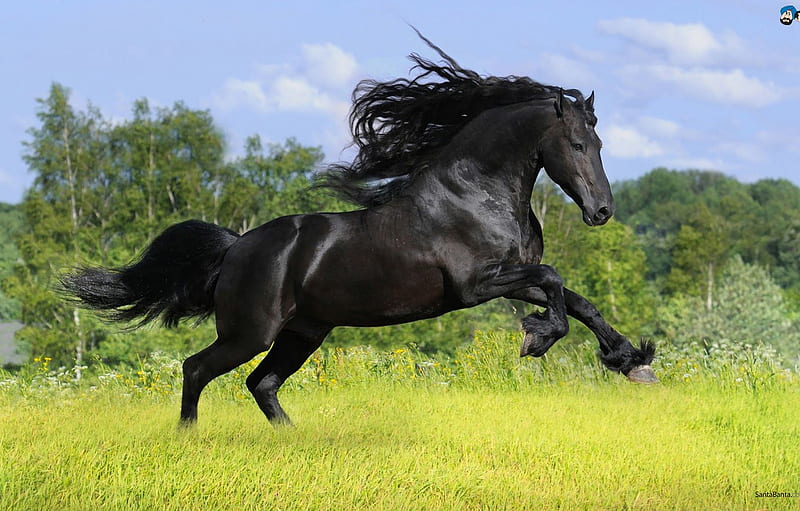 Black, Powerful, Horse for , section животные -, Black Friesian Horse, HD wallpaper