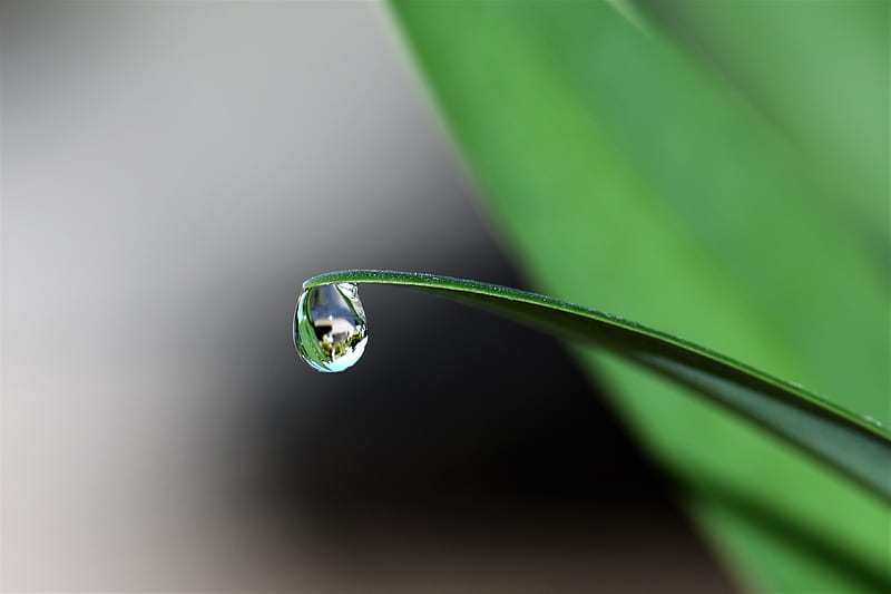 Water Drop at the Tip of a Leaf, HD wallpaper