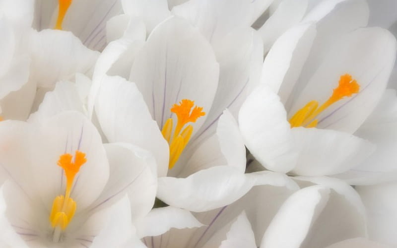 White Crocus, flowers, petals, white, stamen, HD wallpaper