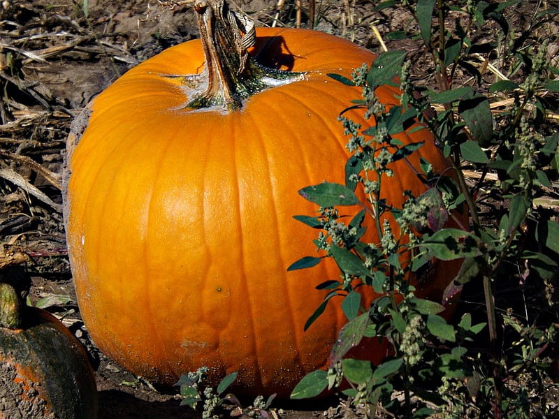 pumpkin pie, anyone?, autumn, pumpkin patch, orange, pumpkin, squash, HD wallpaper