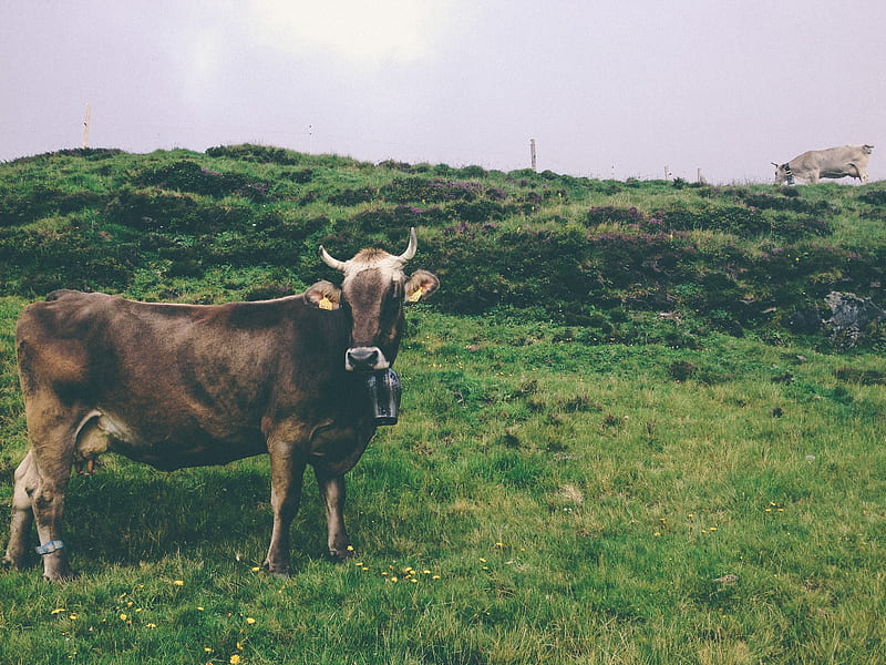 brown cow on green grass field, HD wallpaper