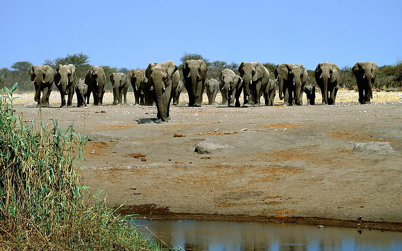 elephant herd, water, grass, elephant, herd, HD wallpaper