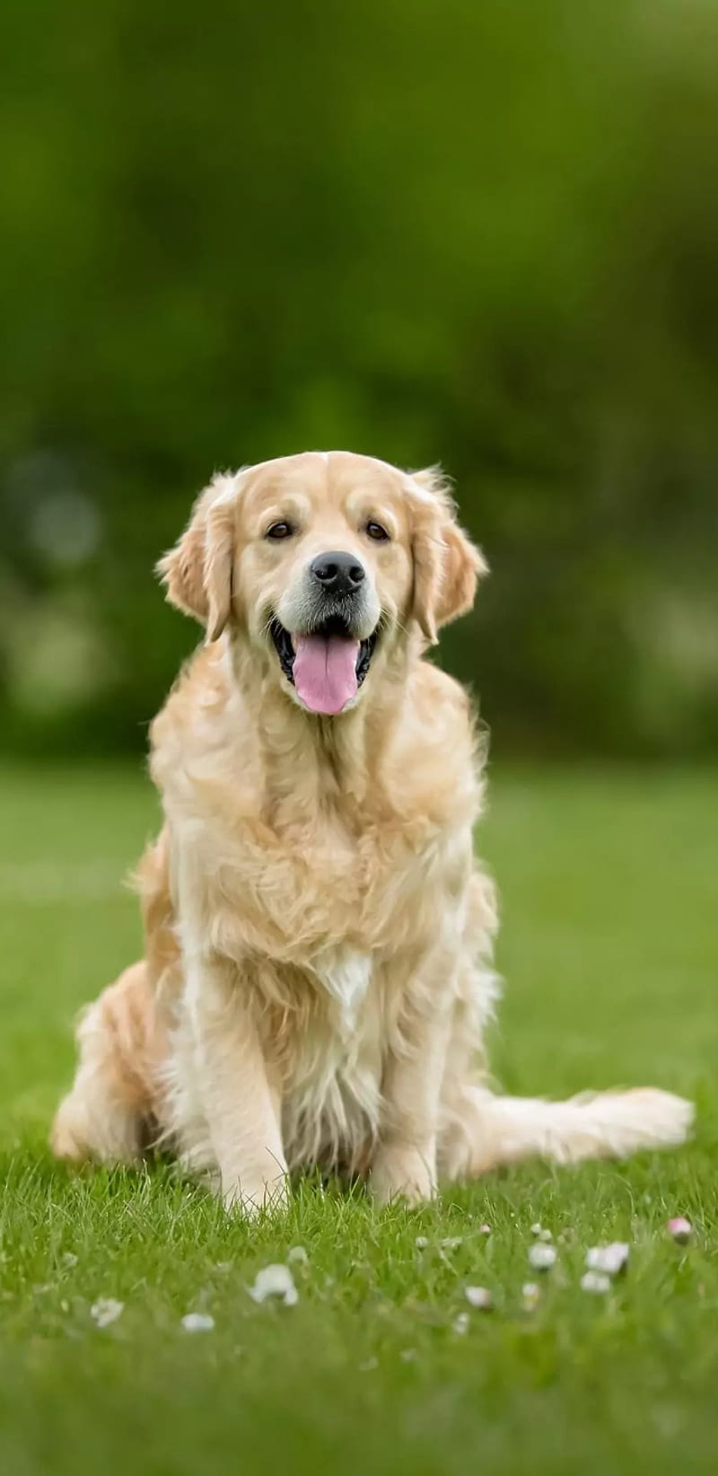 Labrador Dog, animal, dog, domestic animal, iphone, labrador, puppy,  samsung, HD phone wallpaper | Peakpx