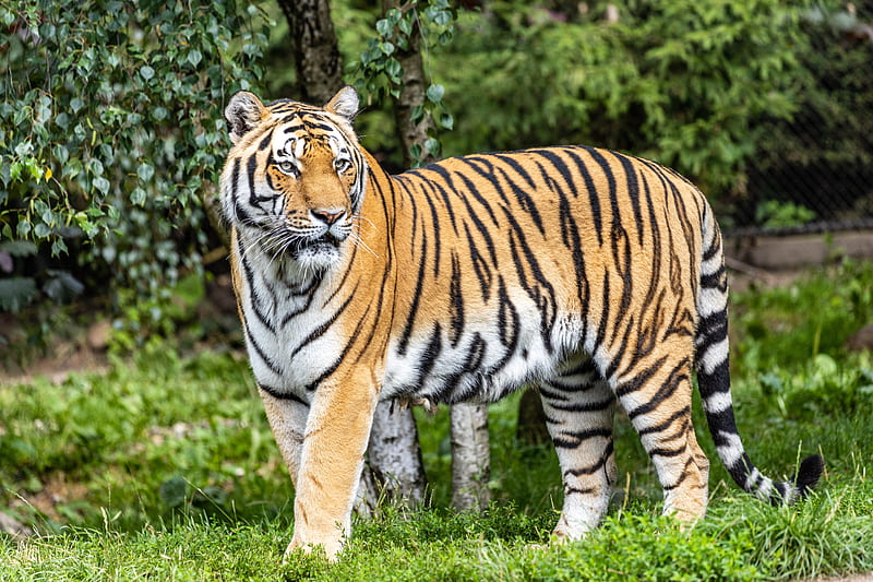 tiger, predator, big cat, stripes, glance, HD wallpaper