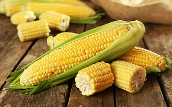 Corn Wallpaper Images | Free Photos, PNG Stickers, Wallpapers & Backgrounds  - rawpixel
