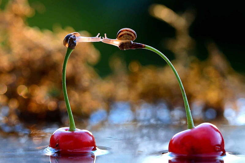 Love conquers all, water, leaning, two, love, cherries, snails, HD wallpaper