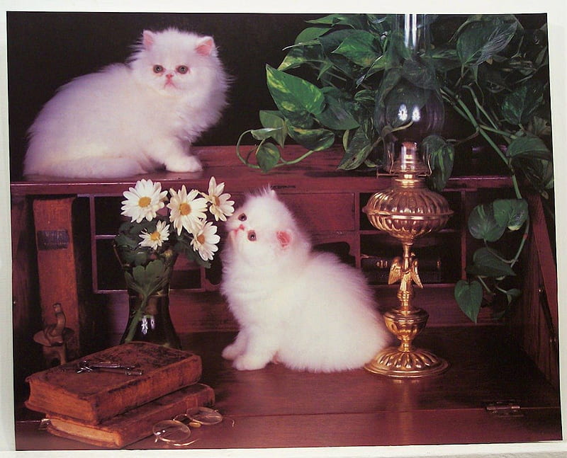Kittens on the desk, lamp, books, plant, white persian kittens, flowers, vase, desk, cats, HD wallpaper