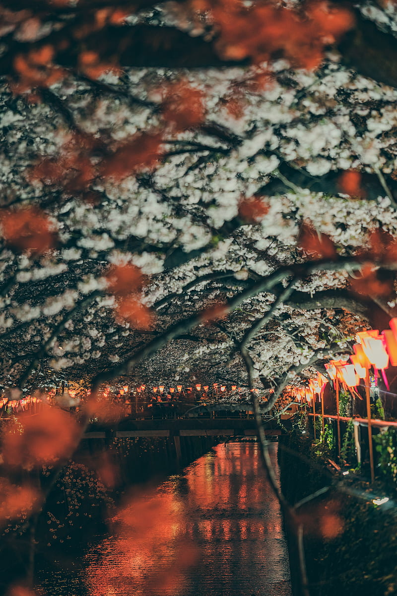 sakura, park, embankment, lights, bridge, river, HD phone wallpaper
