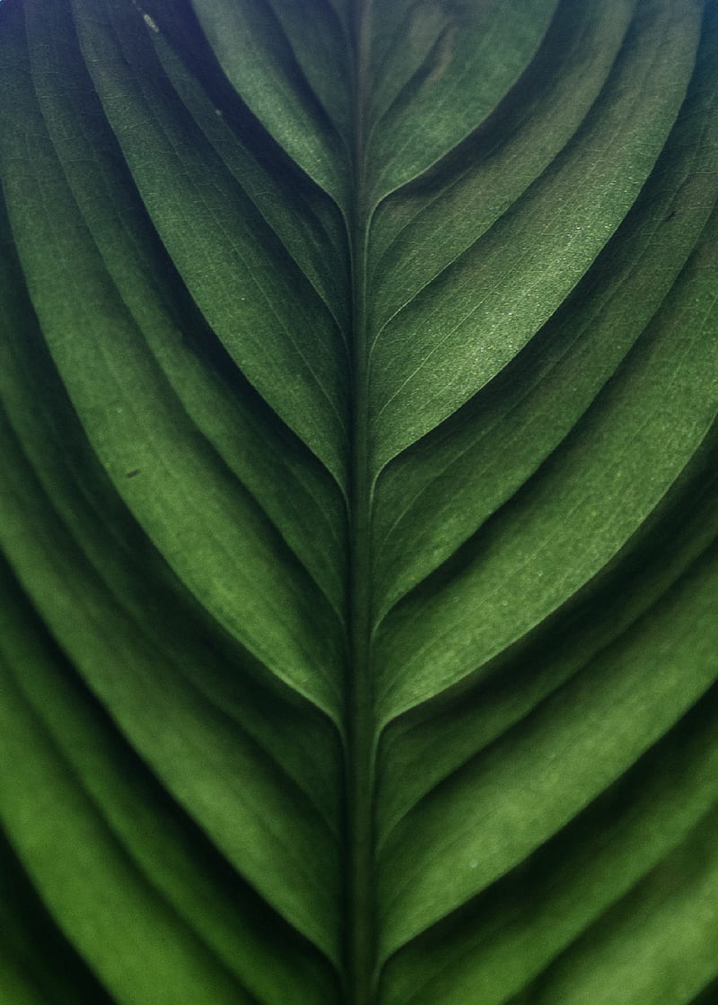 leaf, green, macro, texture, surface, HD phone wallpaper