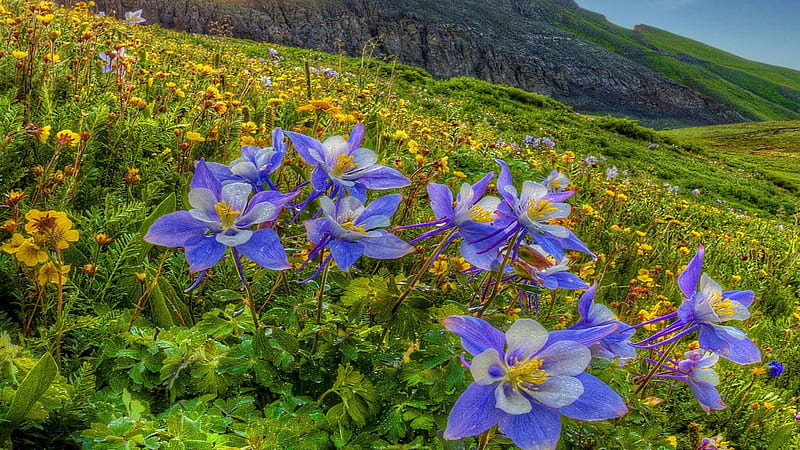 Columbine Purple Flowers Field Mountain Slope Flowers, HD wallpaper