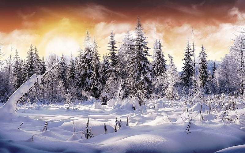 Winter Wonderland-the cold winter landscape, HD wallpaper