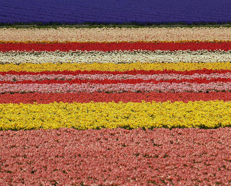 Tulip Farm, lisse, netherlands, HD wallpaper | Peakpx